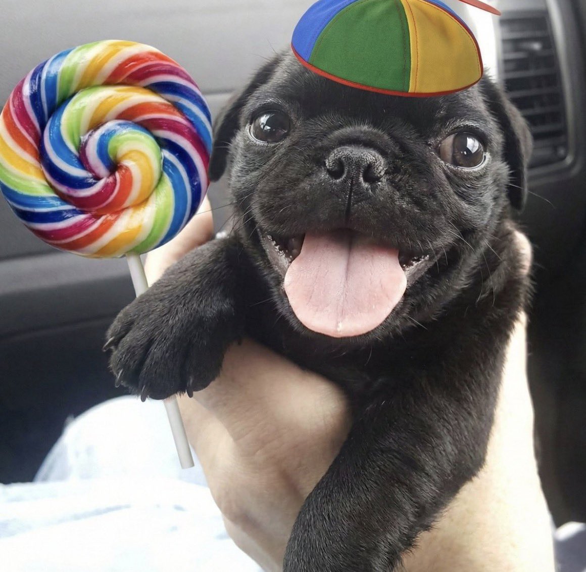ChataPaes's tweet photo. dei feliz aniversário a meia noite pro meu futuro namorado e ele sendo o cachorro ebaa https://t.co/d0vWNbRcy7