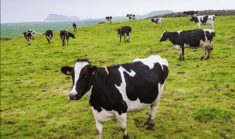 MissSarmat's tweet photo. Diferença abissal para o sistema de regadio e pastoreio permanente dos Açores, onde a rotação de pastagem é natural e contínua.
Faz lembrar o modelo norueguês: gado em regime livre, sinalização reduzida e prioridade absoluta à vaca na estrada. 😄👍
#happycows https://t.co/ML17v3P0Ry