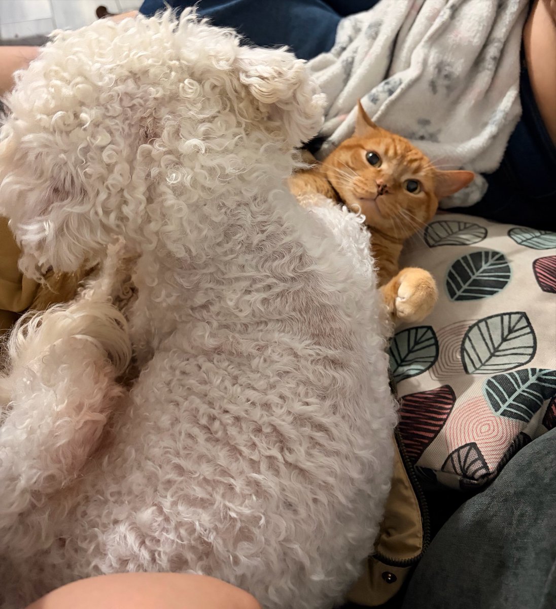 _brookesita's tweet photo. Mi perrito es tan ciego que no se fijo y se acostó encima de mi gato jajaja https://t.co/o7wrACH7bK