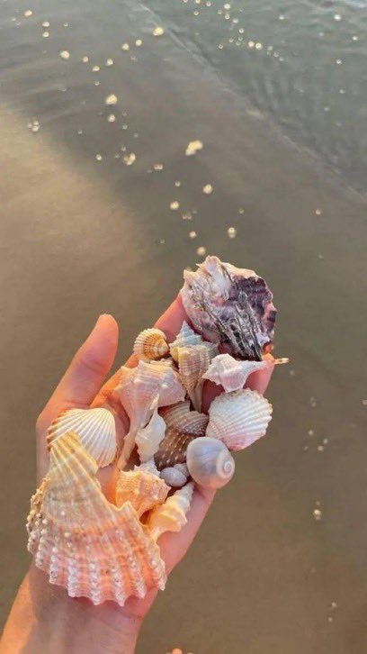 lunecrumbss's tweet photo. handful of seashells 🐚 https://t.co/L4wEu43VFj