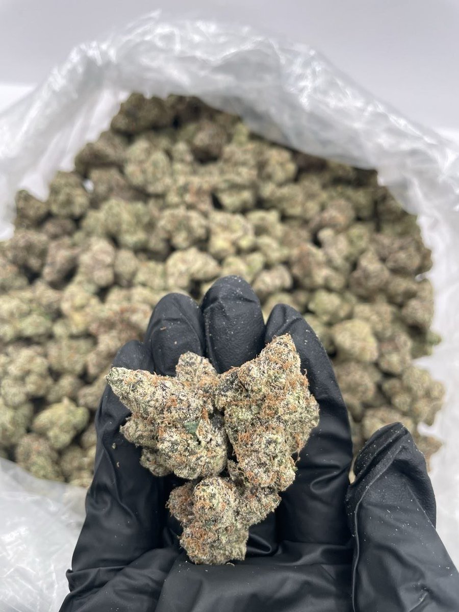 Bigmunchdaplug's tweet photo. Exploring Gelato, Wedding Cake, Runtz, Blue Dream &amp; OG Kush — genetics, terpenes, cultivation, and cannabis research insights.

📍 Los Angeles • San Francisco • San Diego • Sacramento • Denver • Seattle • Miami

https://t.co/qHxSalDeFP https://t.co/tsgKsyreto