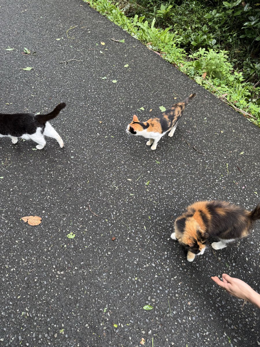 yuki82_bs's tweet photo. あまりにもかわいすぎる https://t.co/VlGoM1IaGQ