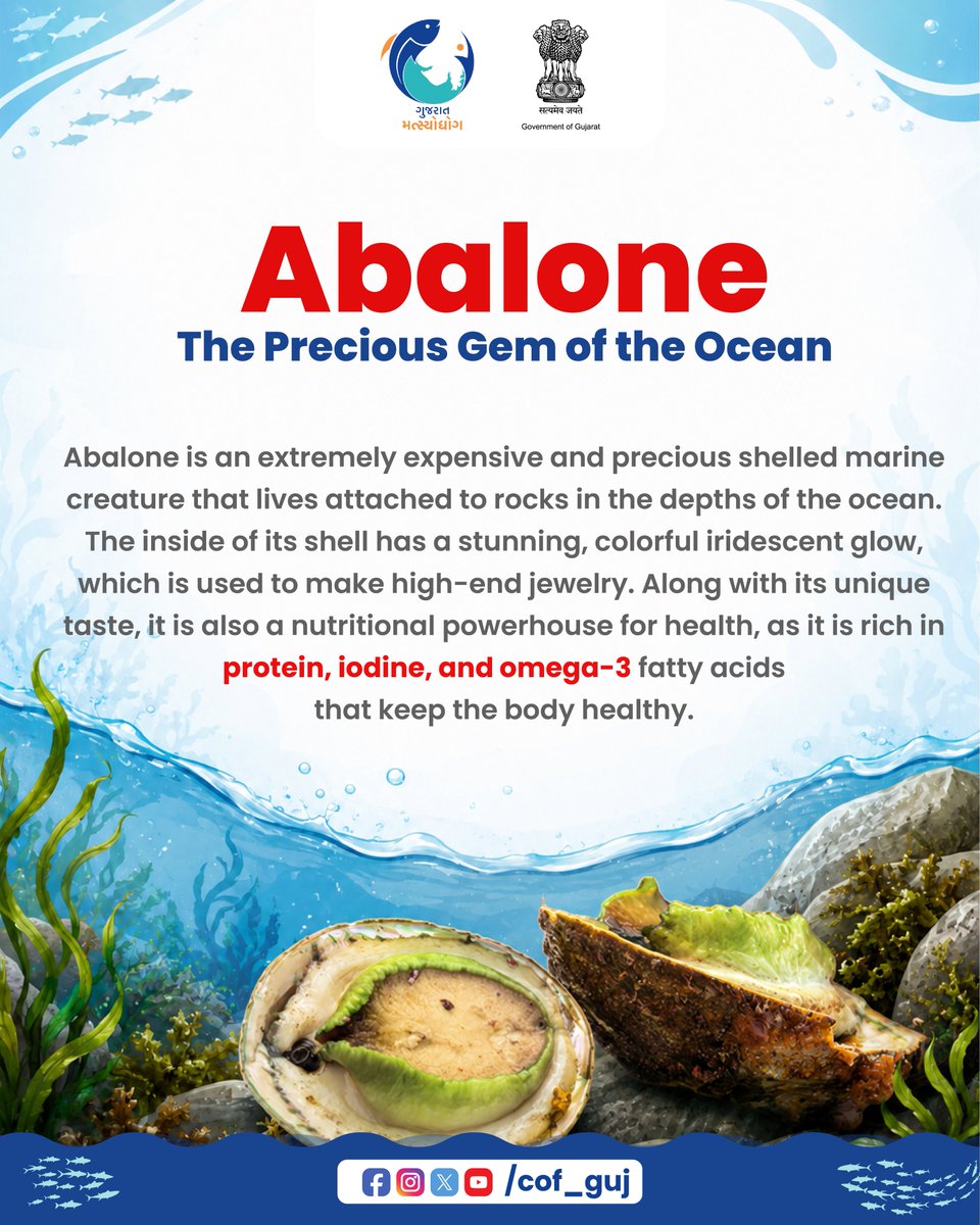 CoF_Gujarat's tweet photo. 🐚✨ Discover the Abalone the precious gem of the ocean! Rich in protein, iodine and omega-3, this unique marine treasure is valued for both its beauty and nutritional benefits. 🌊💙
.
.
.
#Abalone #Seafood #MarineLife #Fisheries #SustainableSeafood https://t.co/owfXlQVndz