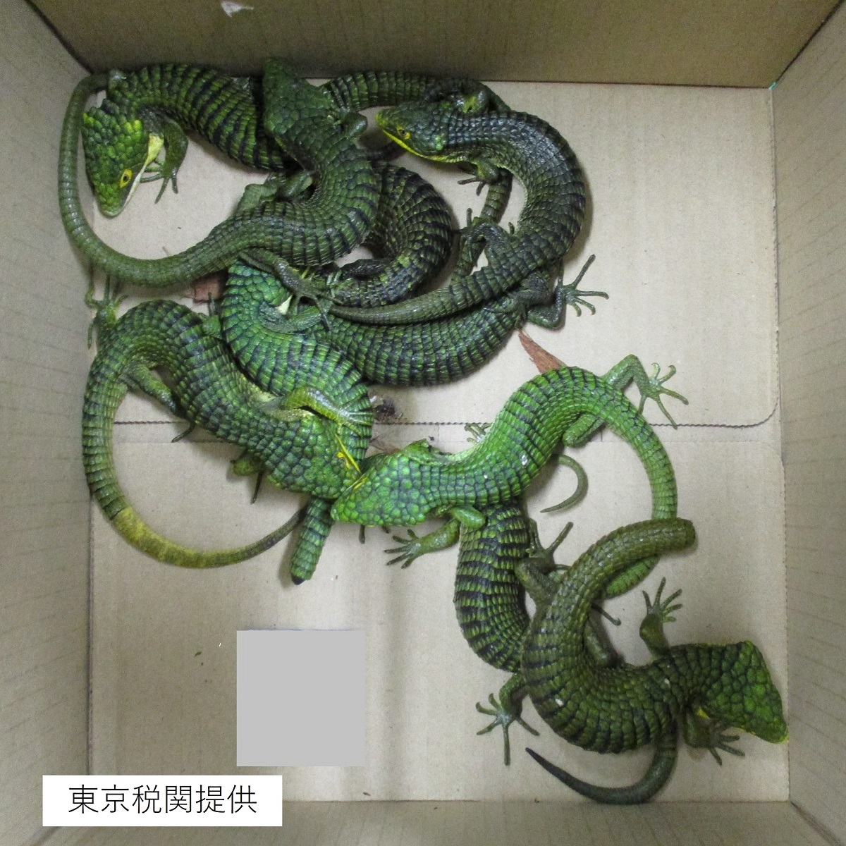 MPD_yokushi's tweet photo. 海外から希少なトカゲ約２００匹をスーツケース内に隠して密輸入しようとした男を、東京税関と連携し、関税法違反で検挙しました。警視庁では、今後も関係機関と連携を密にし、水際の取締りを推進するとともに、生物多様性の保全を図ってまいります。 https://t.co/VKErNZY70m