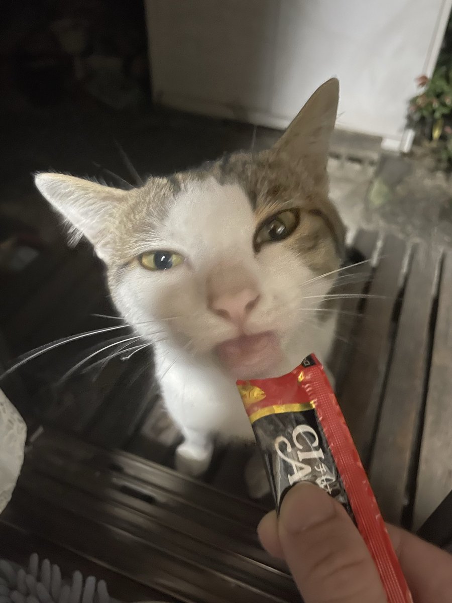 Metalfishjp's tweet photo. Day 54: He kept licking it forever.
#dailycat #catsofttwitter #catlovers #straycat
#野良猫 #猫好きさんと繋がりたい #猫のいる暮らし
#福岡猫 #ちゅーる #ciaoちゅーる #catlife
#ねこ部 #ねこすき #猫写真 https://t.co/aRYJeugNks