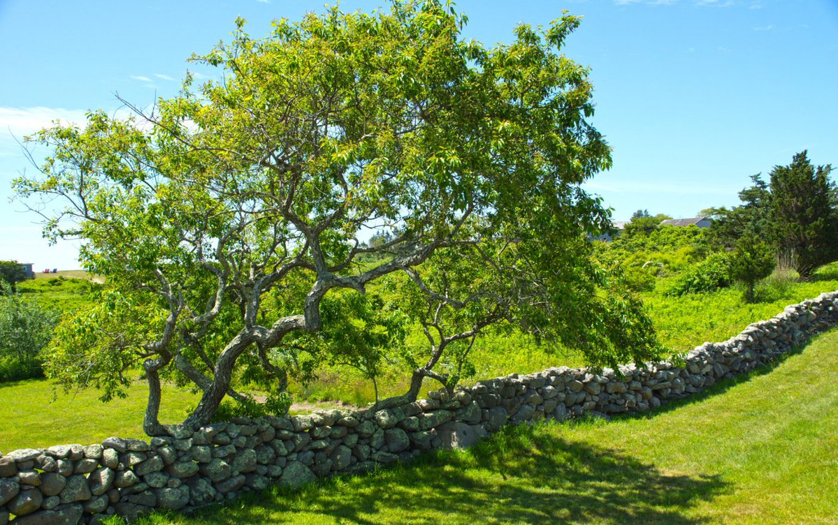 jlaufr's tweet photo. The abandoned stone walls of New England should be one of the world's wonders.

By length, they could circle the earth 10 times. By volume, they're larger than the Great Wall of China, Hadrian's Wall, and the pyramids of Giza combined.

All because of sheep. https://t.co/pv7GUhxR6p
