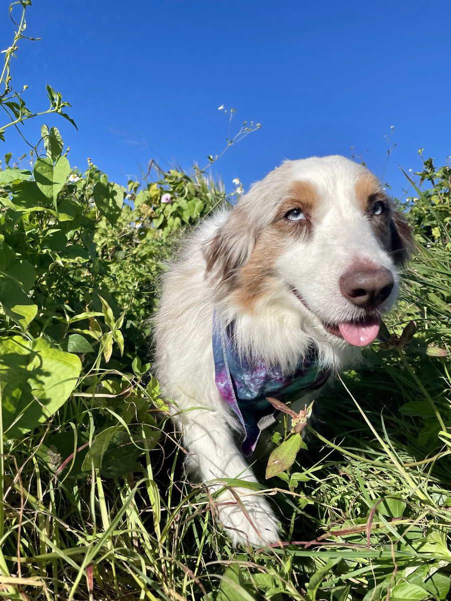 WildflowersTail's tweet photo. Hoping we get some rain! It’s been sunny but too hot 🥺 the good thing about this weather: no zombies around #tongueouttuesday #xdogs #dogs #zshq #tot #pets #dogsofx https://t.co/OE2TqWgt3H