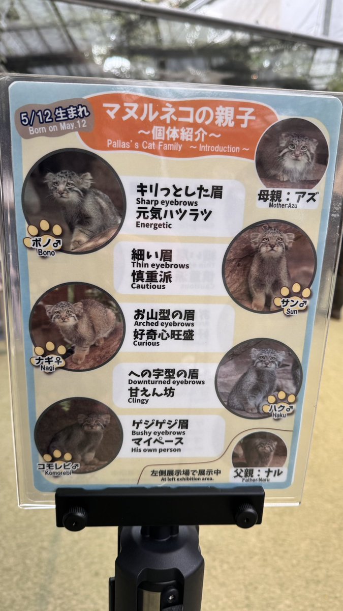 kumamon_naoki's tweet photo. #神戸どうぶつ王国 
#マヌルネコ 

仔マヌル 個体紹介 https://t.co/9A8Eb6V1WD