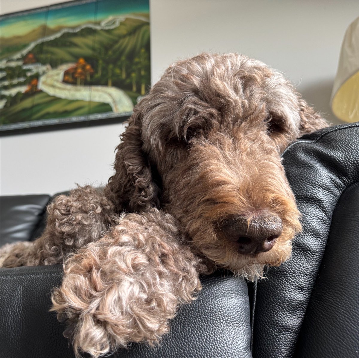 Ryan_the_Spoo's tweet photo. I like watching my hooman where ever he is. He needs my guidance! #spoo #spoowatch https://t.co/sgZL6Agrtv