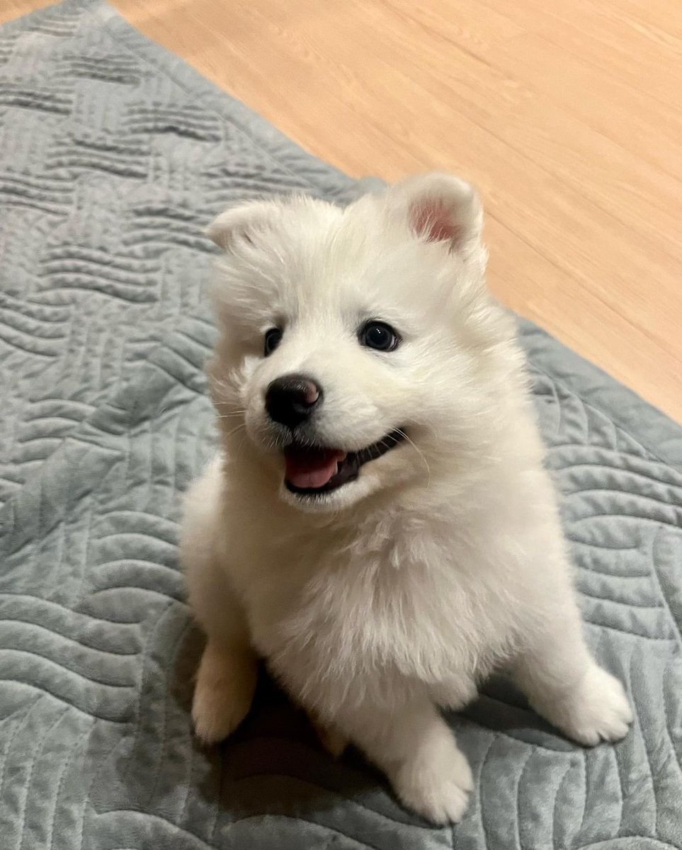 puppies_video's tweet photo. If you love this puppy cutness then love this puppy cutness https://t.co/MdqbeiobHt