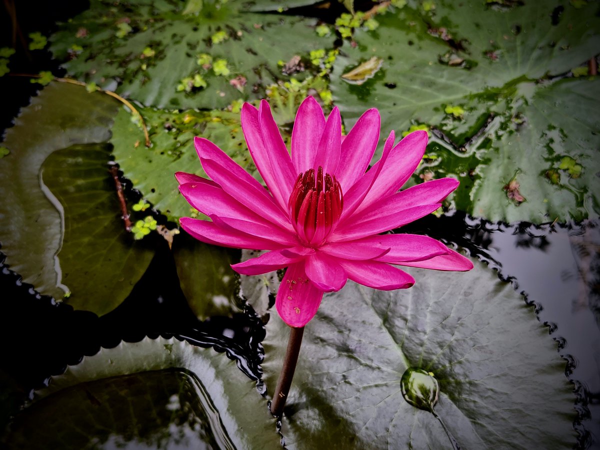 Ajaysemili's tweet photo. Beautiful pink lotus,
“Bloom quietly. Shine naturally. 🌸”
Good morning
#BBSR #SIWC #pinklotus https://t.co/7FjM3frfYS