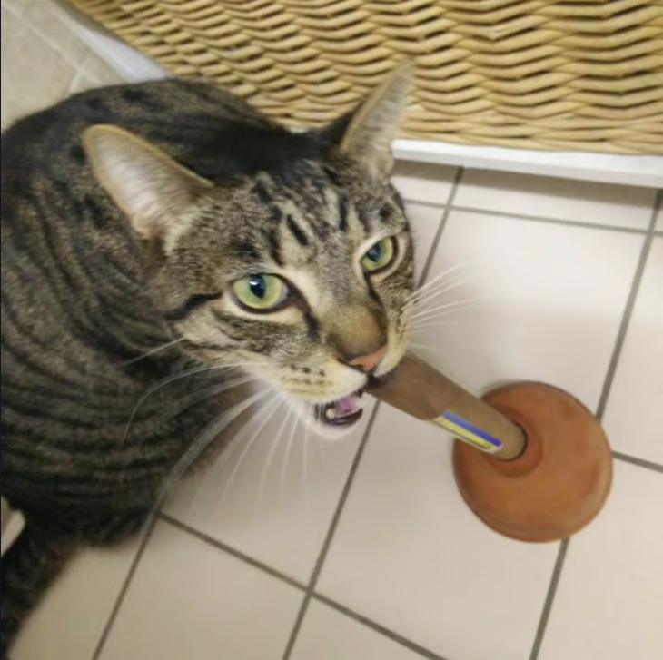 0xSxun's tweet photo. Meta Plumber on fire, Cat always is meta,  $PlumbCat is now? https://t.co/NFvBreWj23