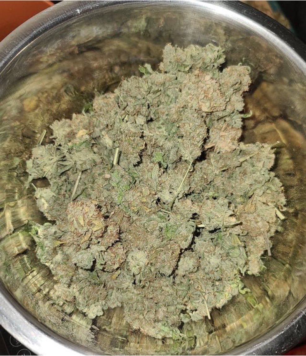 Drewymister's tweet photo. Weed in Tbilisi
MDMA 
Cocaine 
Ecstasy pills
Marijuana 
Skunk 
Cannabis
Coke
Resins 
Shrooms
Buy top notch weed , edibles , gummies and disposable vapes in Tbilisi 
Delivery throughout Georgia 🇬🇪

#weedtwt #drugtwt #coketwt #tbilisi https://t.co/yZSicfI3bE