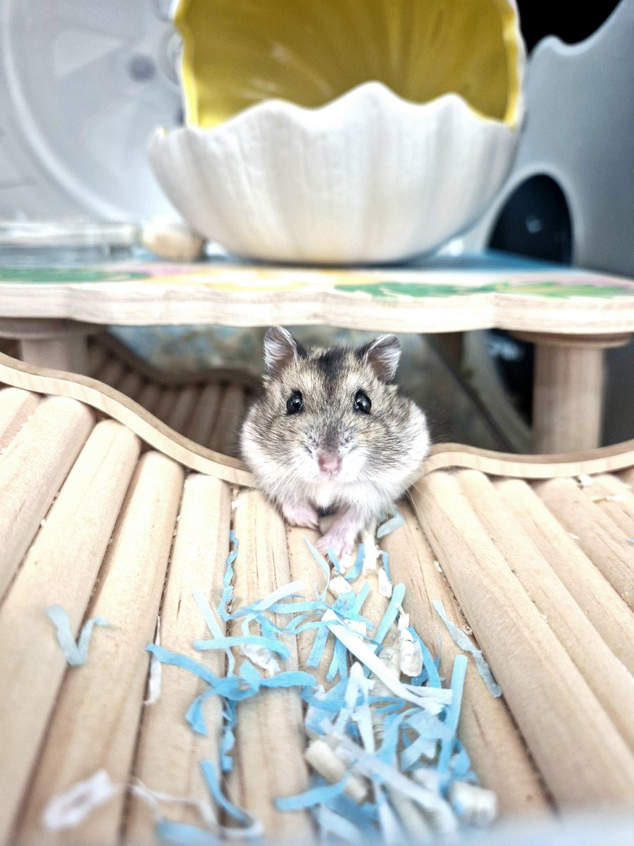 kikika_mommy's tweet photo. 포포 왕자님도 집사를 찾아요 ~ 푸른빛이 잘 어울리는 쿨톤 햄서터라고.. 🥰 현재 경남 울산에서 보호중입니다 ~! 포포가 얼른 엄마를 만날 수 있게 소문 많이 내주세요 ..! https://t.co/zbaEHqCkAt