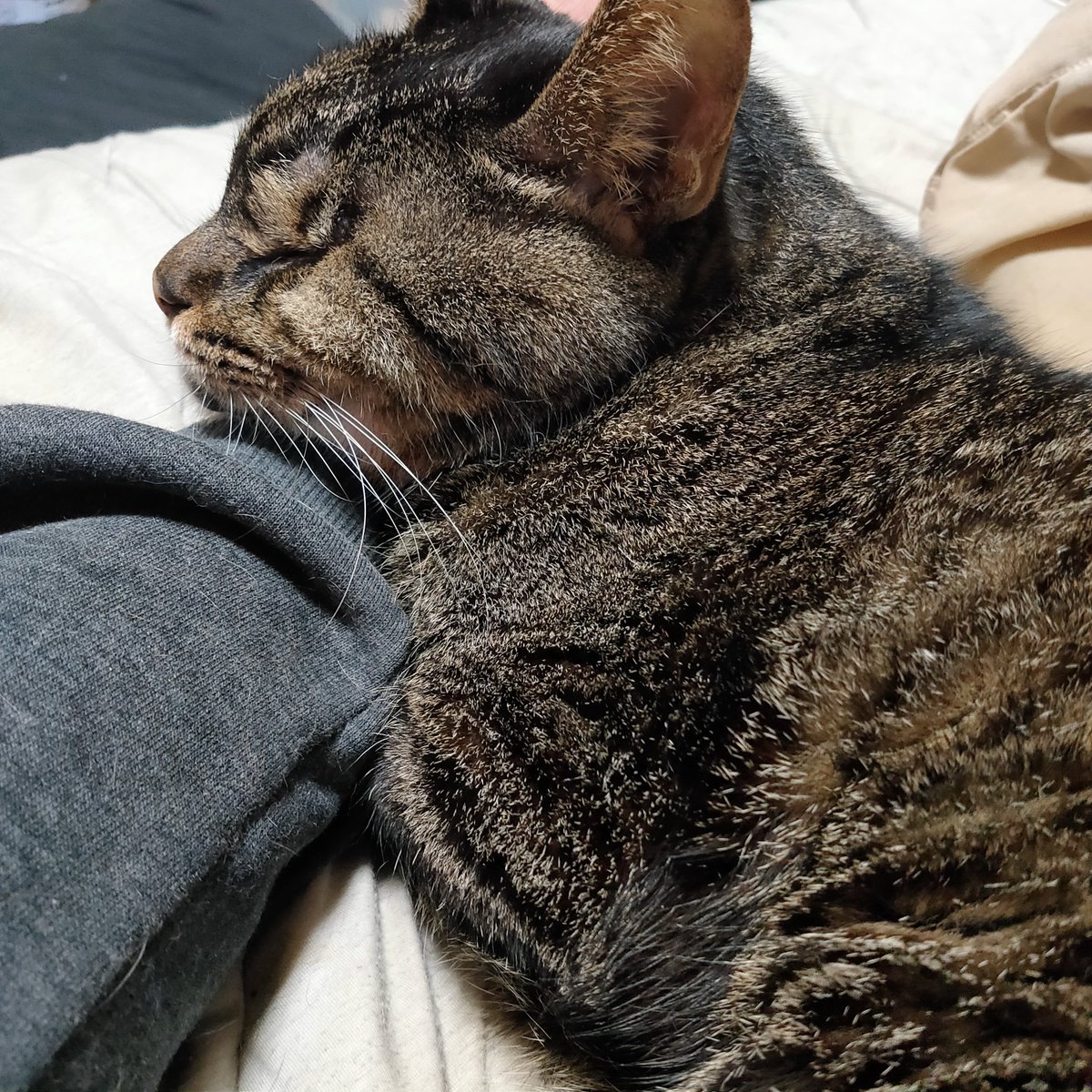 wanpappa's tweet photo. #猫
 #めろん https://t.co/sNPWDAyi4D