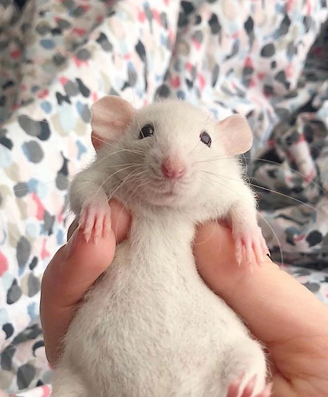 LegalizeRats's tweet photo. This rat is a criminal https://t.co/OQSBdAR8x1