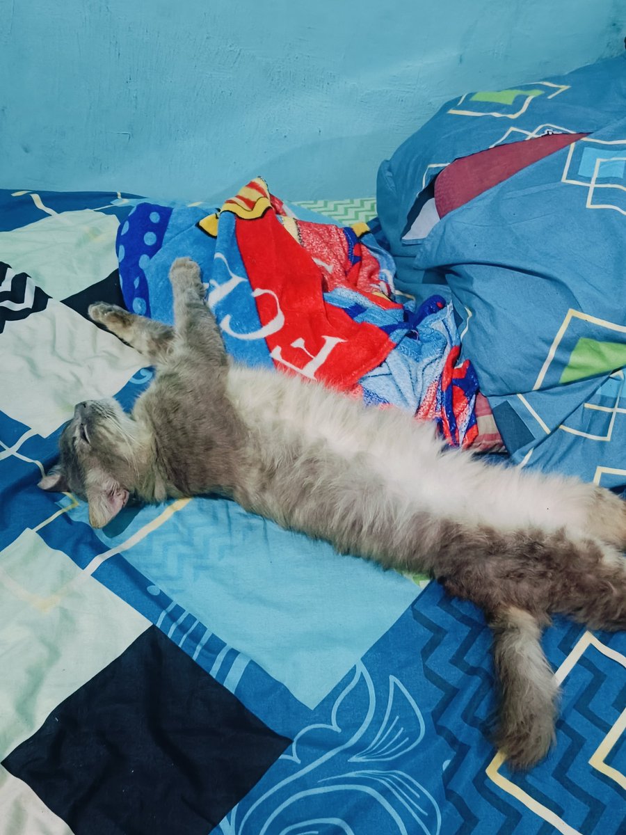 HasanAbdau's tweet photo. @shinderra Sugeng enjing der!

Iki cimo jek nyaman turu https://t.co/WWjT9mhQRi