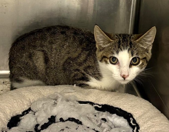 sachikoko's tweet photo. 🎉🎊Good News!🎊🎉
🎉SAFE! 11WO Tabby &amp; White Kitty "PUNCHY" Has been Rescued!🎉
▶️ID: 20410 https://t.co/wfOTVTdwpw
📢Will Update If An When The Rescue's information Is Known.
❤TY 4 PLEDGING &amp; SHARING❤
💞Sharing Saves Lives💞
#Marietta, #GA @cobbkitties #Cat https://t.co/7YHKdM7bxp