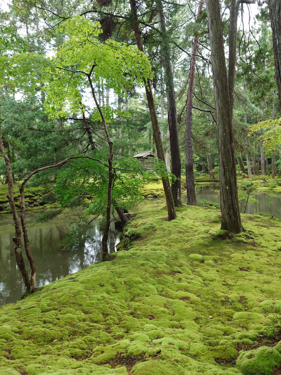 vomHzuH's tweet photo. 西芳寺(苔寺)。旅のハイライト。
雨上がりの曇天模様で絶好の観賞機会。
鹿苑寺や慈照寺が模したことで知られ、原点にして頂点。
池泉回遊式庭園では雨露の滴りゆえ、草葉の濃緑が映え、苔緑と比したコントラストとグラデーションが矛盾なく同居。包摂的で実に見事。
始まりと終わりのない円相を想起。 https://t.co/85nCL0WMbu