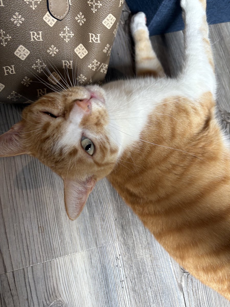 4gg_n's tweet photo. 陸前高田の保護猫カフェで熱烈歓迎🐈❤️ https://t.co/kCmzHUyjAv