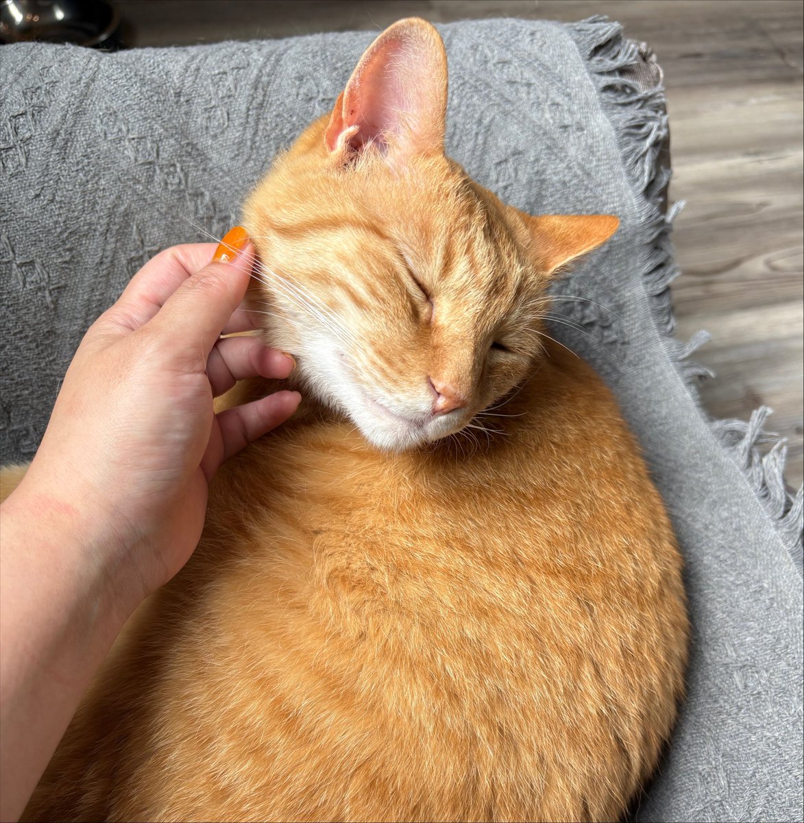 4gg_n's tweet photo. 陸前高田の保護猫カフェで熱烈歓迎🐈❤️ https://t.co/kCmzHUyjAv