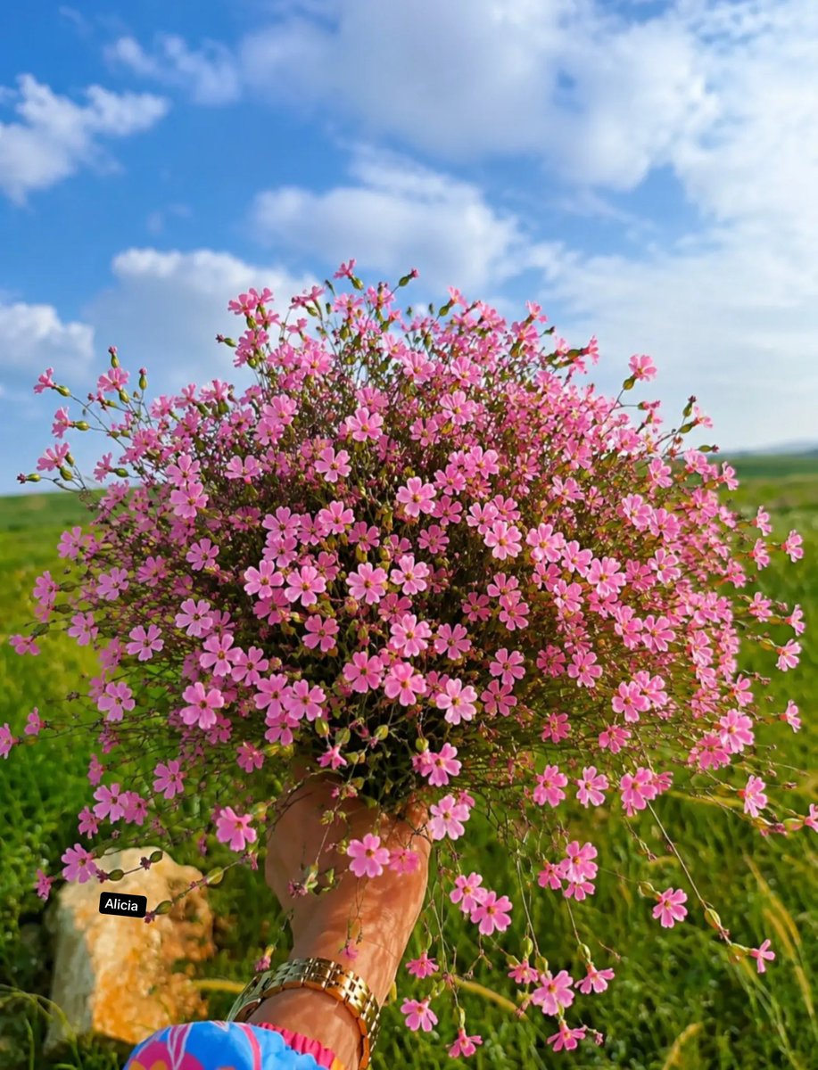 AmordAlma_'s tweet photo. 🩷🌸Have a great Wednesday everyone! 🩷🌸 https://t.co/qT1KiZMtcV