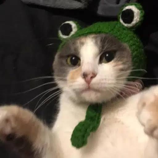 OGtoadcat's tweet photo. toad x cat = $toadcat which = sendor . https://t.co/ZrUFlmRfk5