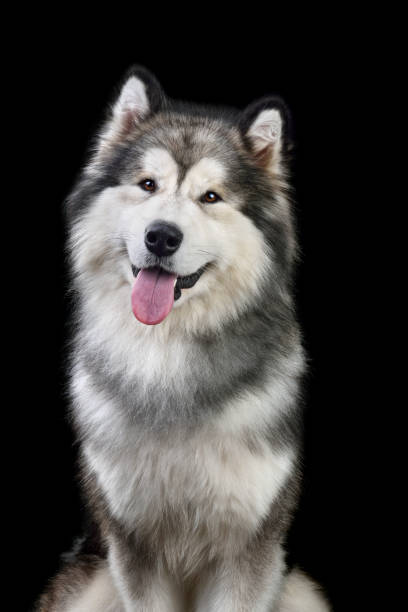 CaliALam8n's tweet photo. 森の中で犬と冒険🌲🐕 https://t.co/ISZnDt9eoR