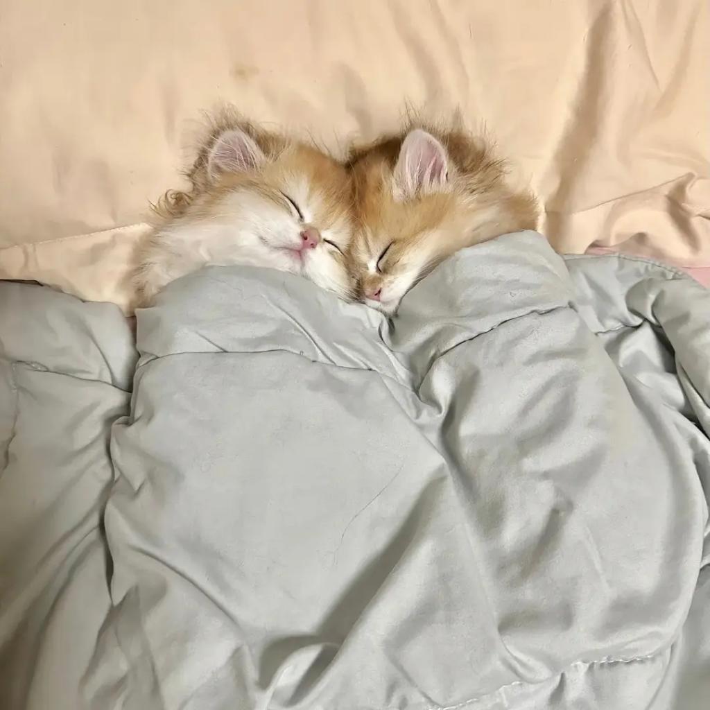 catsworldaura's tweet photo. https://t.co/1GRUwVeLP6