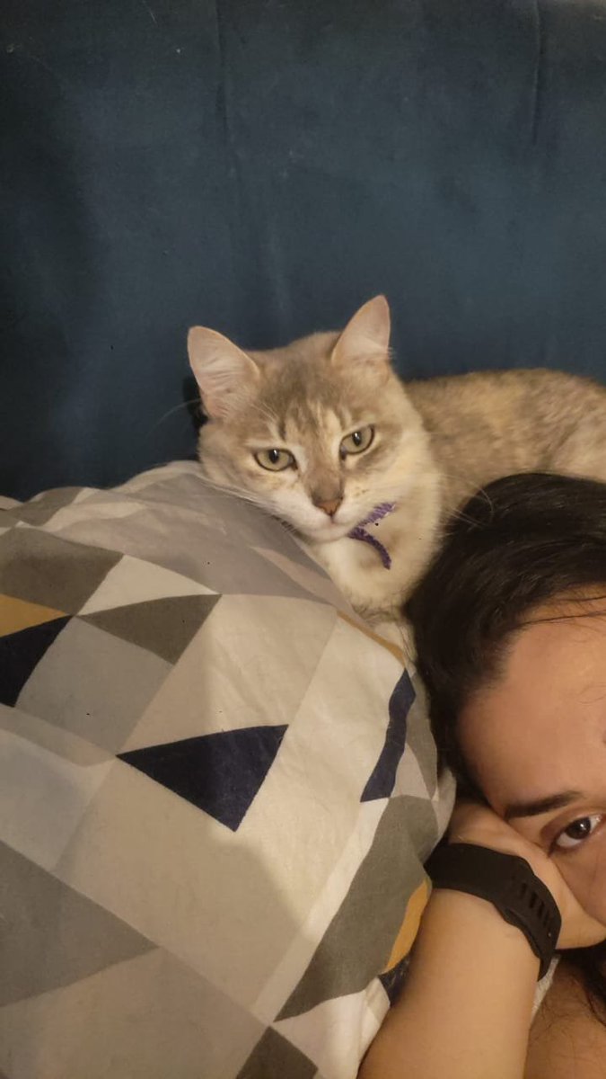 death_vicgotz's tweet photo. Ainda não tô conseguindo superar sua ausência, meu amor. Você ta fazendo muita falta.
Queria poder ter te mostrado meus filhos igual você confiou em colocar os seus filhonhos para dormir no local que você considerava seguro (nas minhas pernas) 
Te amo daqui, você foi a melhor. https://t.co/r2houuDRs1