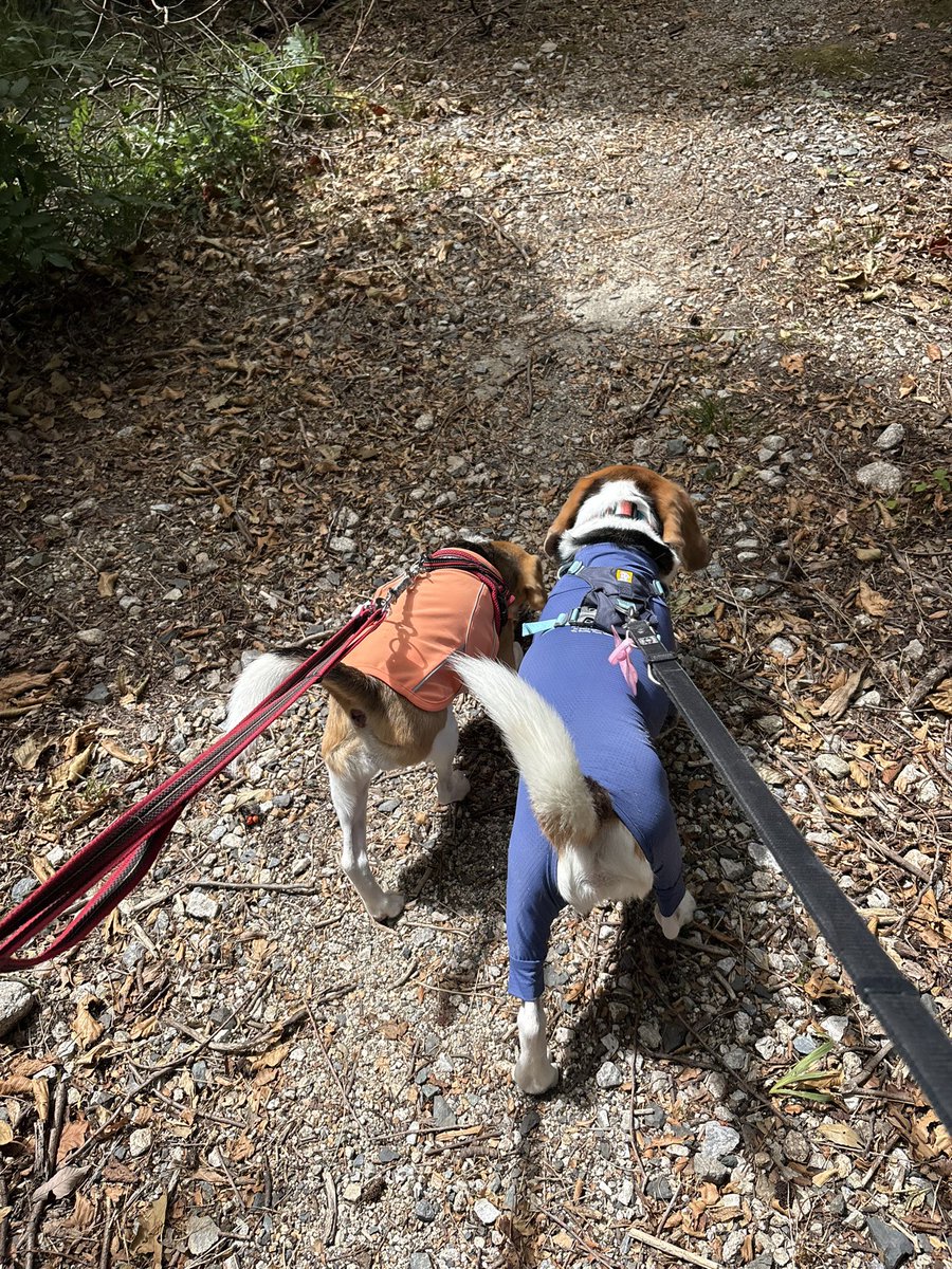 tonjirudream's tweet photo. 涼しいもりんぽ🌳！
いっしょに歩けばどこまでもいけちゃうね
🐶🤝🐶 https://t.co/5Dvv7kuWYC