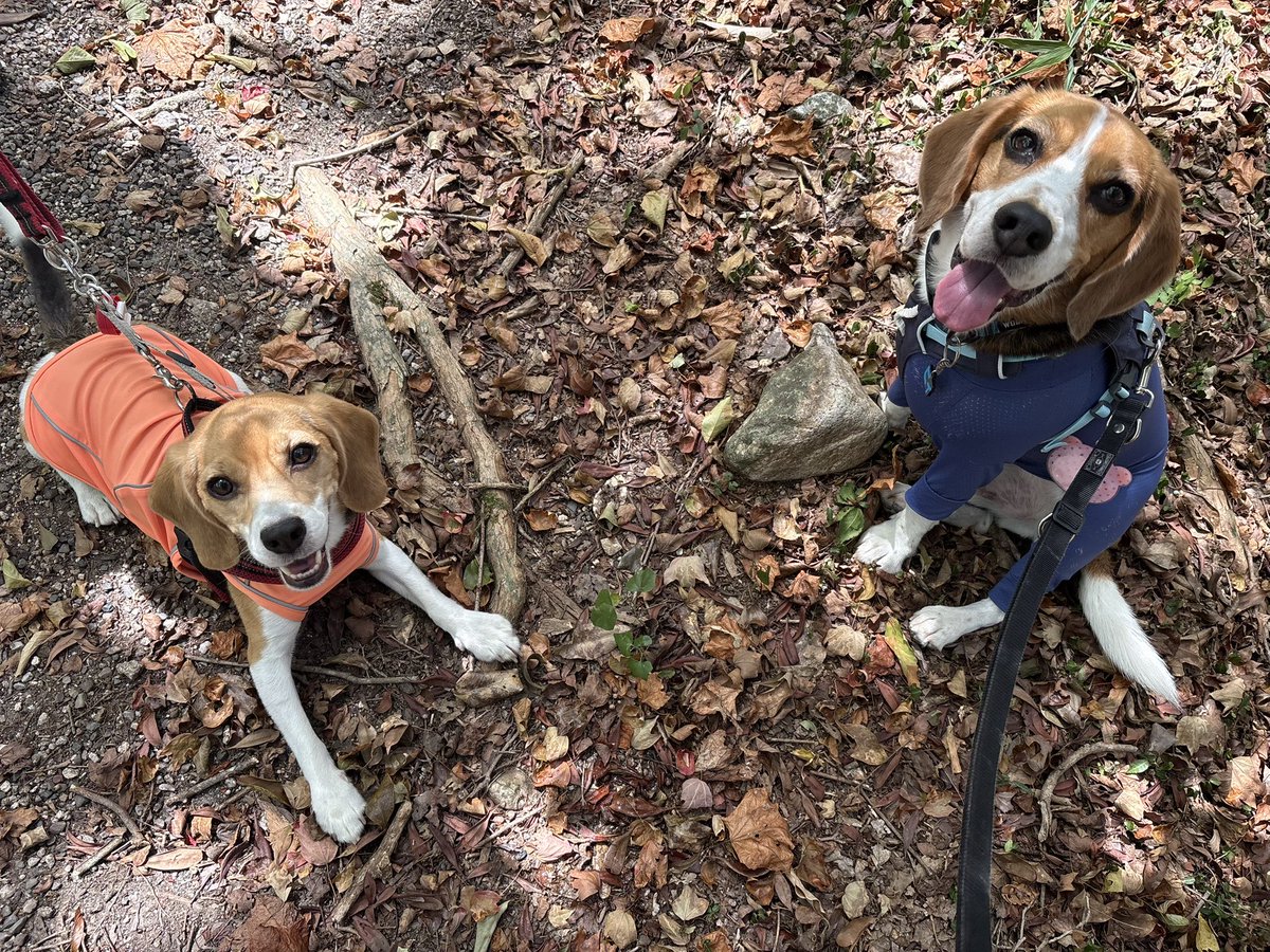 tonjirudream's tweet photo. 涼しいもりんぽ🌳！
いっしょに歩けばどこまでもいけちゃうね
🐶🤝🐶 https://t.co/5Dvv7kuWYC