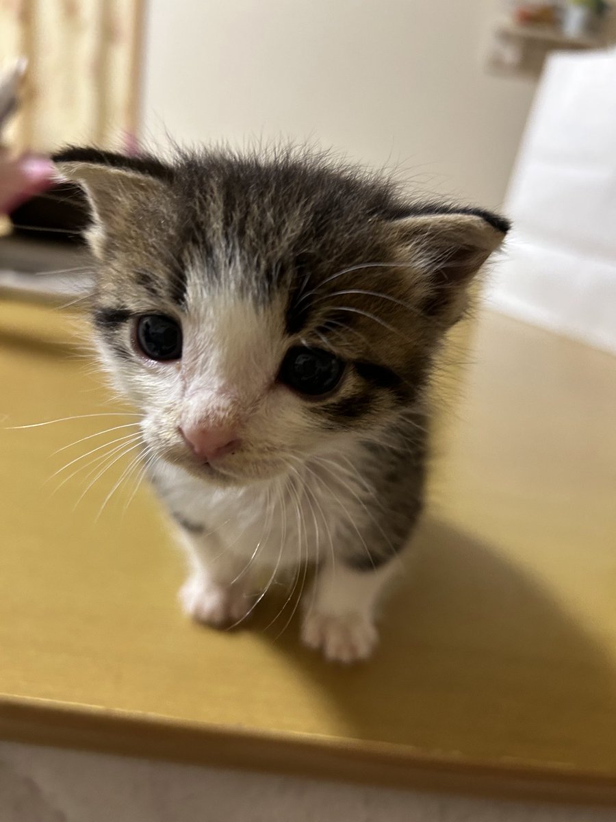 reiayahiro2621's tweet photo. 去年娘が道端で保護した子猫が10ヶ月になりました😆保護した時は体重280gが現在4.8kgに https://t.co/uCjkXxbfgX