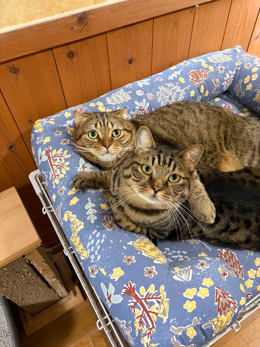 tomeji1106_2's tweet photo. ラブラブ🥰 https://t.co/unXLnyR4nU