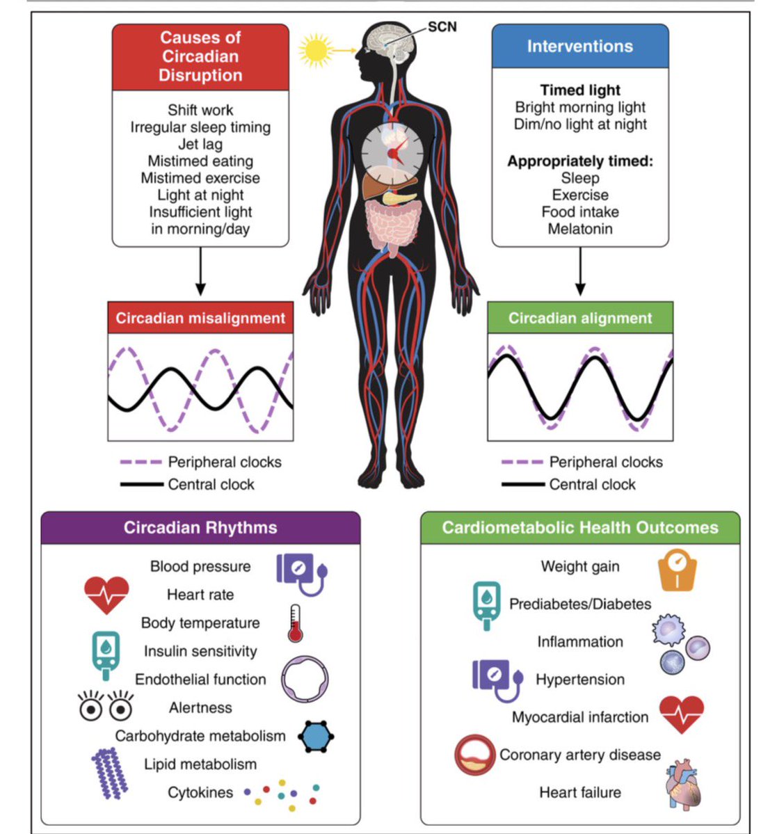 anymzcs's tweet photo. 👉🏻👉🏻👉🏻Tu cuerpo tiene un reloj central… y miles de relojes periféricos que dependen de él. Cuando se desincronizan, el corazón y el metabolismo lo notan.

La AHA publicó, en 2025,  primer scientific statement sobre salud circadiana y riesgo cardiometabólico. Algunos hallazgos:

🌙 Sueño irregular → hasta 2x más riesgo cardiovascular
🍽️ Comer después de las 9am o cenar tarde → hasta +59% riesgo de diabetes tipo 2
🏃 El horario del ejercicio también “ajusta” tu reloj interno
☀️ La luz matutina sigue siendo el sincronizador más potente

No es solo cuánto duermes, comes o entrenas. Es cuándo. 🕰️ 

El origen de muchas enfermedades metabólicas: CRONODISRUPCIÓN

#Cronobiología #Hormonas #Endocrinología #Cardiología  

📄 Knutson et al. Circulation. 2025;152:e408–e419
