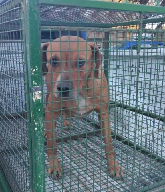 ReFrancots's tweet photo. @AgusLopez0481 @Guibel4848 Reportes de familiares diciendo que se lo estaba comiendo, aca tenes la contextura del perro "no cagado de hambre"
Esas patitas y costillitas se ven muy alimentadas, retrasado. https://t.co/PweBYzrrBu
