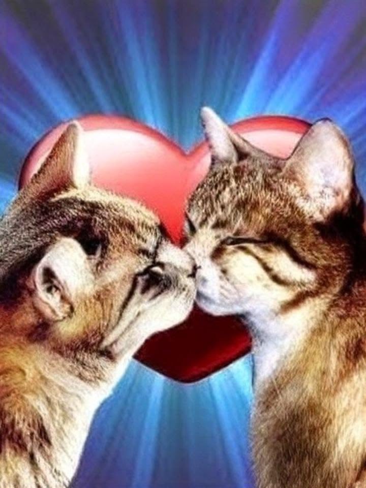 tagyourwho's tweet photo. me and my cat wife https://t.co/asAoDQetX4