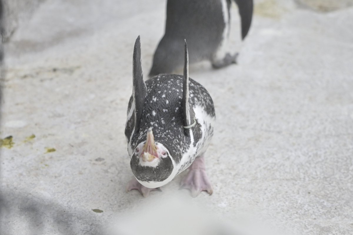 chikuwa_0412's tweet photo. 正面まめギー二

#東武動物公園
#えだまめ
#フンボルトペンギン
#フンボルギーニ https://t.co/3o4MNbvZxc
