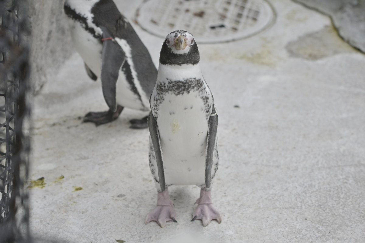 chikuwa_0412's tweet photo. 正面まめギー二

#東武動物公園
#えだまめ
#フンボルトペンギン
#フンボルギーニ https://t.co/3o4MNbvZxc