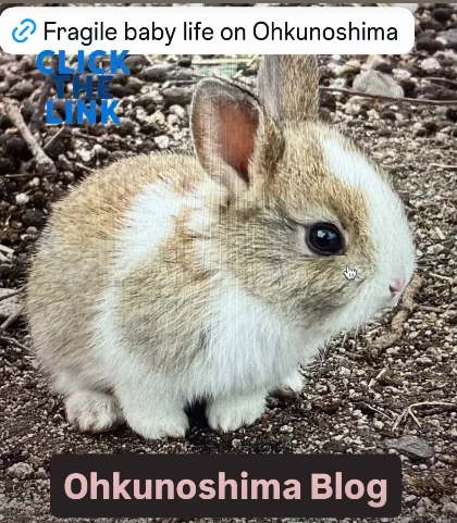 VENUS うさぎの幸せと福祉 on X: 