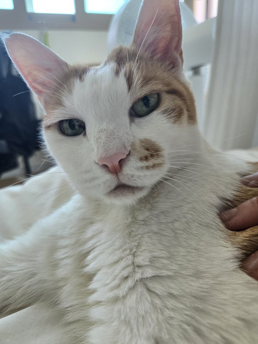 bongpalCAT's tweet photo. 기분좋으면 그윽해짐 https://t.co/MTCdICu1Sm