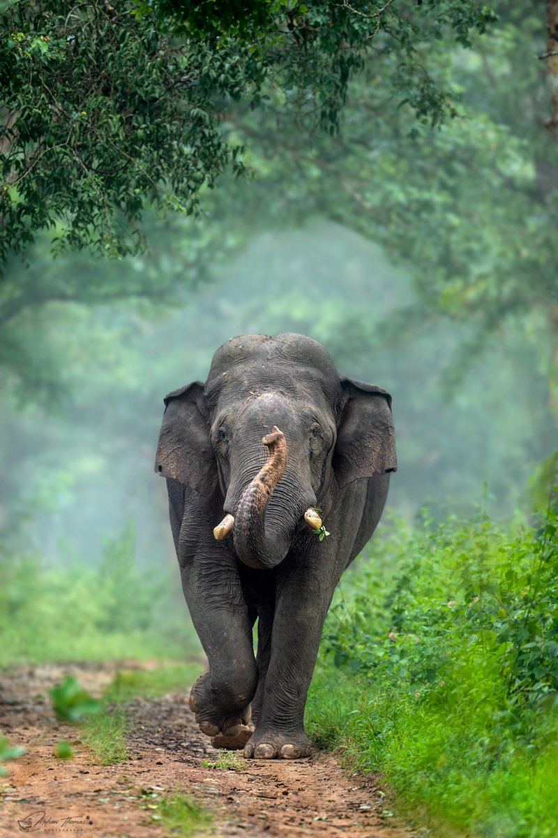 GetMohanThomas's tweet photo. Elephant 
Bandipur 
@NikonIndia #wildlife #nature #bbc https://t.co/fgfO5HAGij