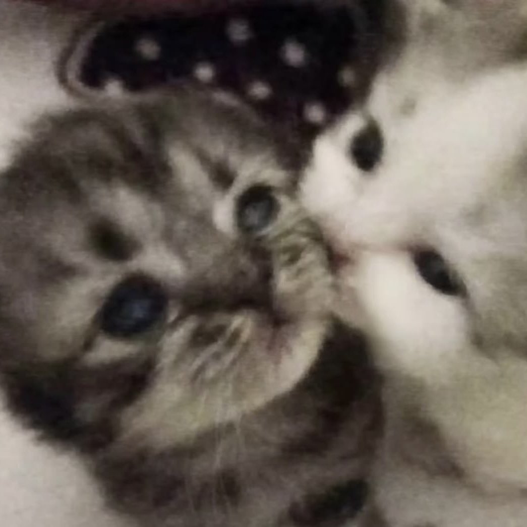 030kzm's tweet photo. a thread of por as cats 🐻‍❄️ https://t.co/uNF6gN5t4J