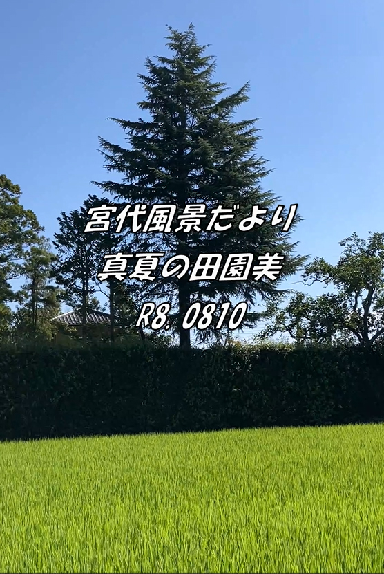yy_yutaka_002's tweet photo. https://t.co/sqlfvI09Lq

地元埼玉宮代町の「宮代風景だより 真夏の田園美 ～青田の風景が広がります～」を制作！・・宮代町公式チャンネル・・上記ショート動画をご覧いただければ幸いです・・ #みやしろまち #宮代風景だより #宮代町 #青田 #yyゆたか https://t.co/MEd2USmvED
