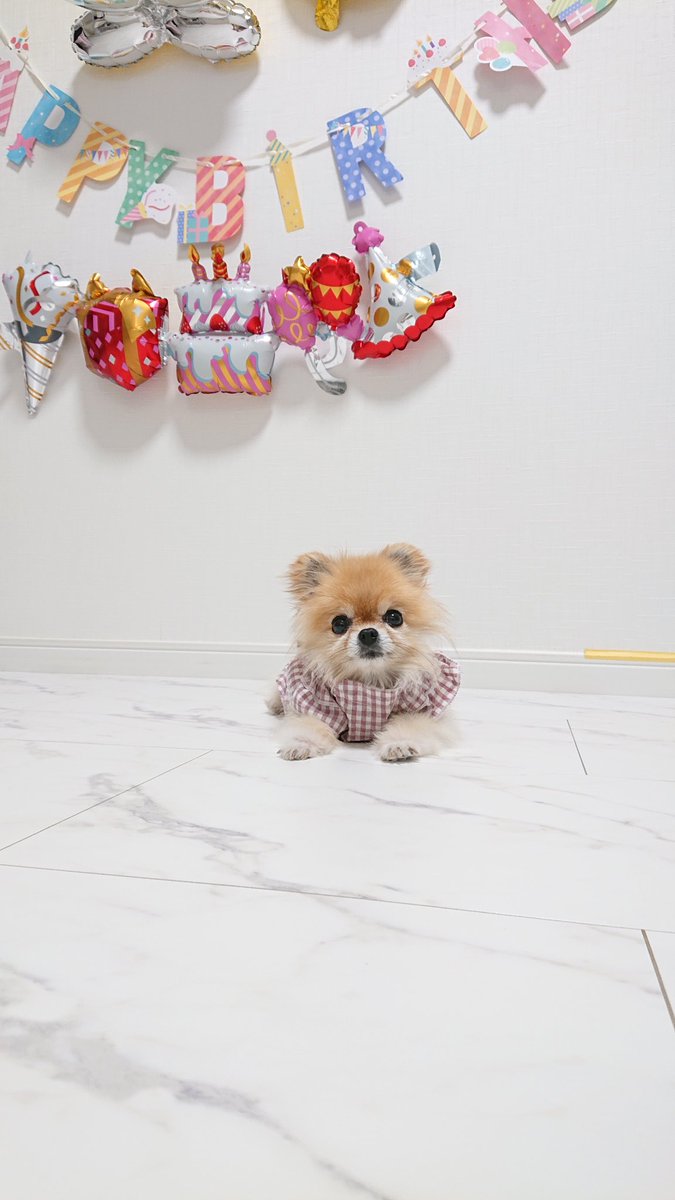 Xp7lzF's tweet photo. こんにちは～今日はあたち🐶10歳の誕生日だよ❤️

いいね待ってるわん🥰

#誕生日おめでとう
@xp8lzf ←メイン
遊びに来てね💗 https://t.co/GD4HMc0Ixp