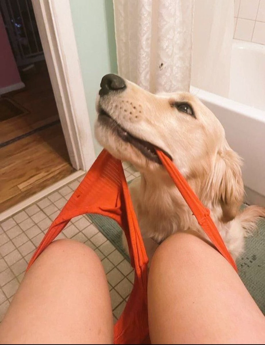 MaddieKnotty0's tweet photo. Getting knotted from the bck by my 6inches lab is the feeling ever but first... let me get that good 👅 

#Usa #dogs #lgbtq  #usa #zoophilia
https://t.co/tXwjVav6je

#beastiality / #bestiality
#zoopride / #ZoophilePride  #ZoophiliaIsValid
#zootwt / #zoosex https://t.co/QynOr6rSqZ