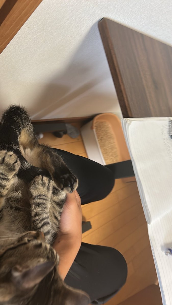 rikyouda1's tweet photo. 猫と勉強 https://t.co/DSbSW36tlx