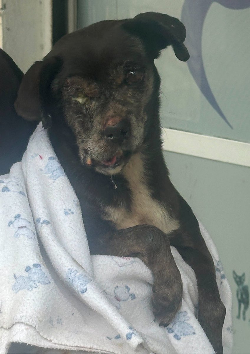 moontserrat95's tweet photo. Yo solo iba a la papelería y me encontré con este caso 😭 
Ya está en resguardo gracias a mi hermosa vecina, el veterinario dice que tiene la mandíbula fracturada , infección en el ojo y está embarazada, nos duele mucho encontrar a una perrita así en estas condiciones,  no estamos pidiendo donaciones , solo una oración por ella y por todos los perros que están sufriendo en este momento en Colombia y en todo el mundo . 😭💔 nos parte el corazón de verdad, esperemos que sede la infección y que día con día vaya mejorando 🥲