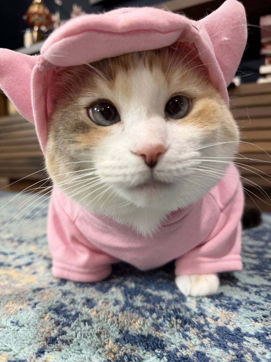 fatfatpankocat's tweet photo. Got turned into a pig for trying to eat her feeder https://t.co/MTVWzfFIpe
