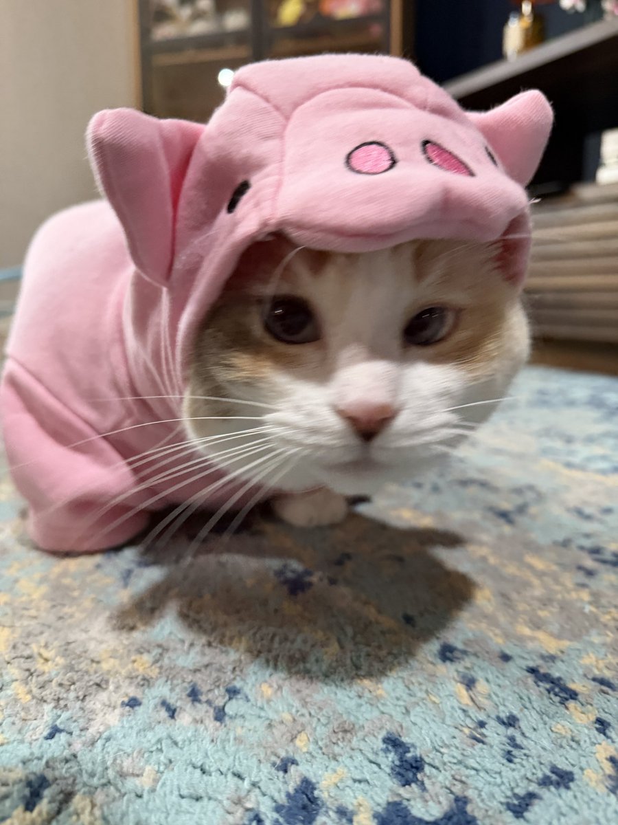 fatfatpankocat's tweet photo. The side eye https://t.co/Lt9qxx8pFH